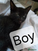 Mixed Breed cats Beautiful kittens for sale - Advert 7