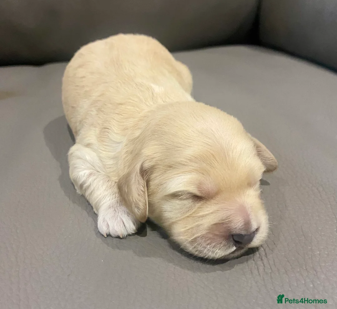 Cockapoo dogs for stud: Ralf.  in Dunfermline - Advert 16