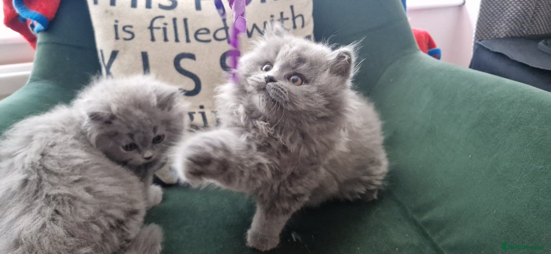 British Longhair cats for sale: british shorthair and shorthair males - Image 9