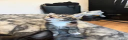 British Shorthair cats for sale: Three Playful Kittens  - Advert 16