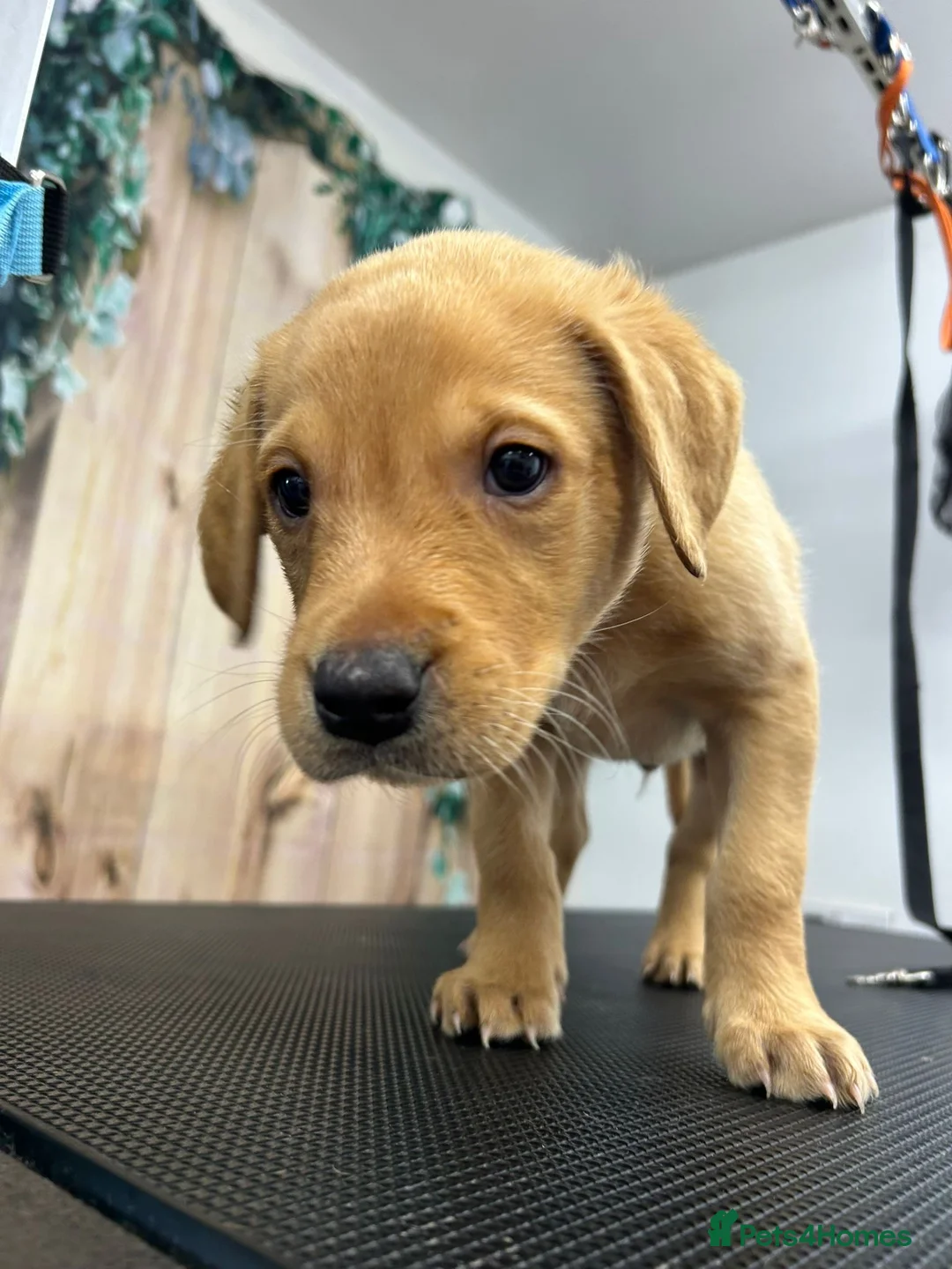 Labrador Retriever dogs for sale: 6 Labrador retrievers black and yellow - Advert 13