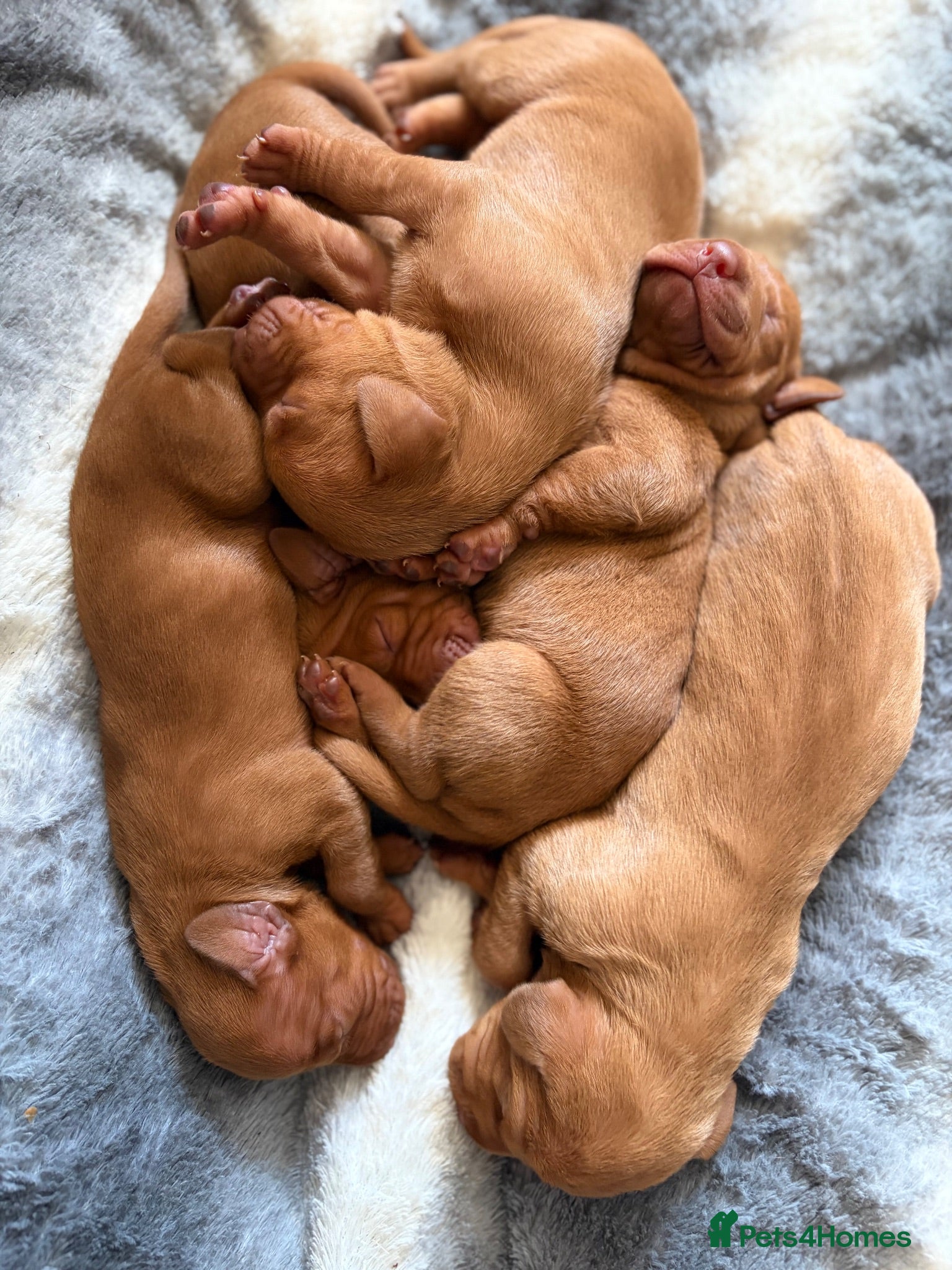 Hungarian Vizsla dogs Beautiful litter.  - Advert 3