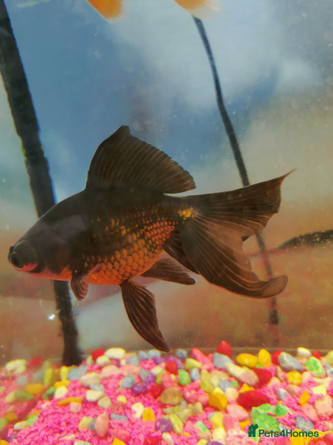 Goldfish fish for sale: Goldfish , Veiltail , Fancy, Telescope black in Glasgow - Advert 35
