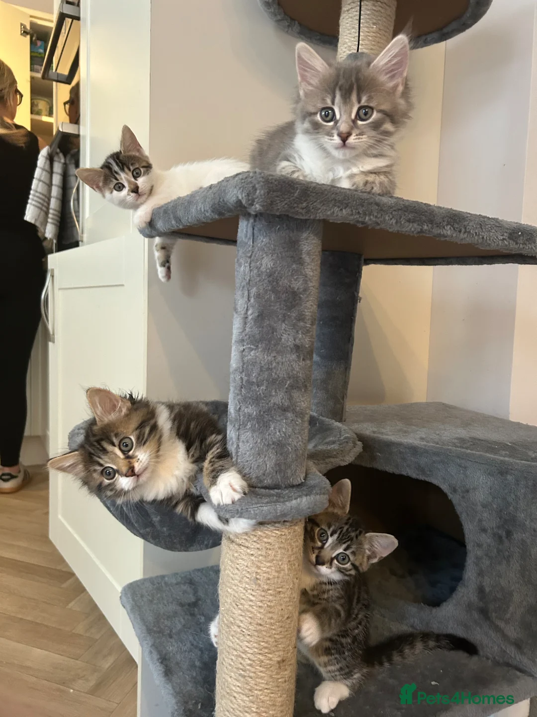 Mixed Breed cats for sale: 4 beautiful kittens  in Halesowen - Advert 1
