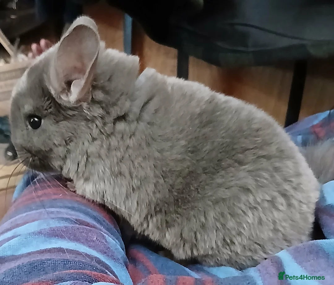 Chinchilla rodents for sale: Stunning Violet Wrap Chinchilla baby - Advert 5