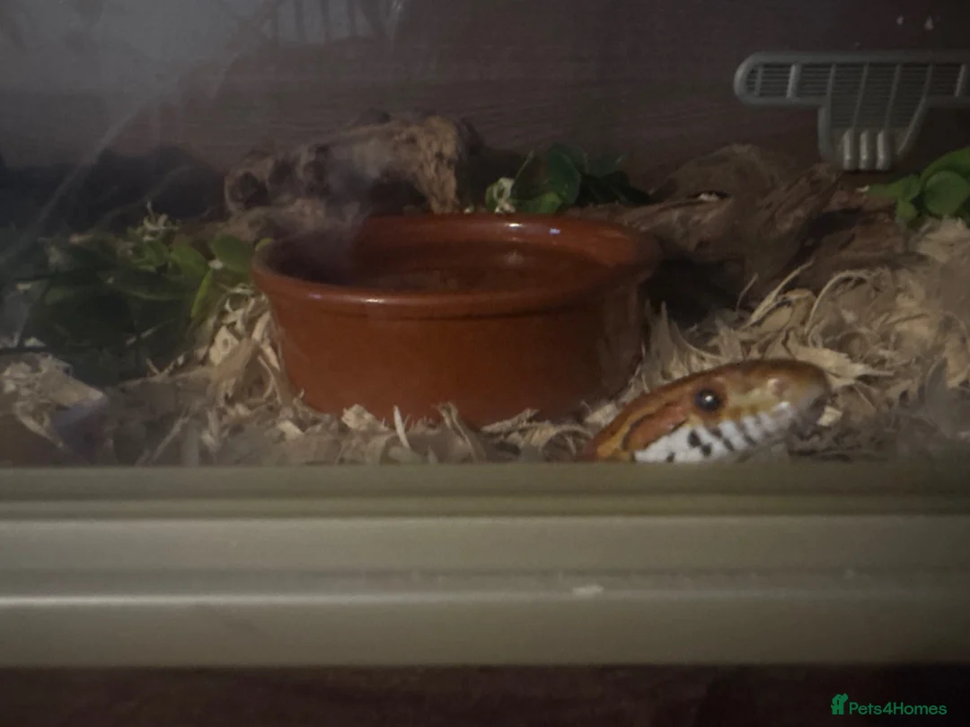 Corn Snake reptiles for sale: Corn snake  - Advert 2