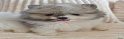 Pomeranian dogs for sale: Kc registered pomerainians  - Advert 4