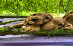 Cocker Spaniel dogs for sale: Gold show type cocker spaniel puppies  - Image 1