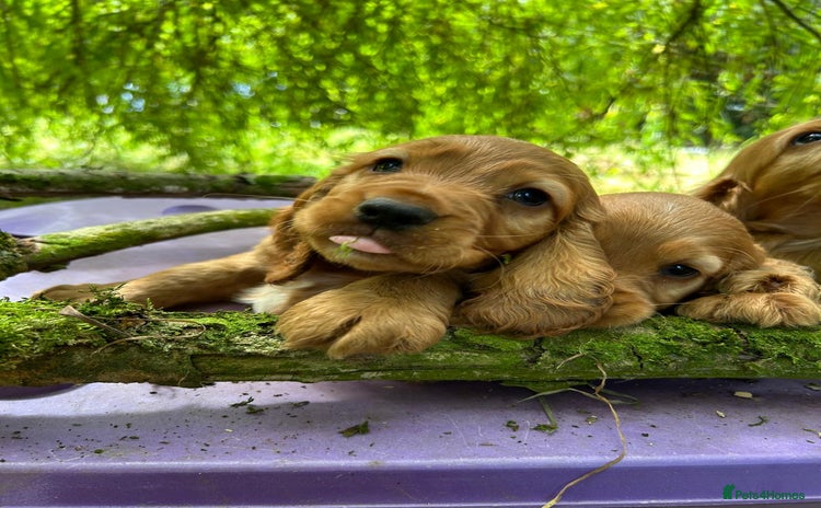 Cocker Spaniel dogs - Advert 1