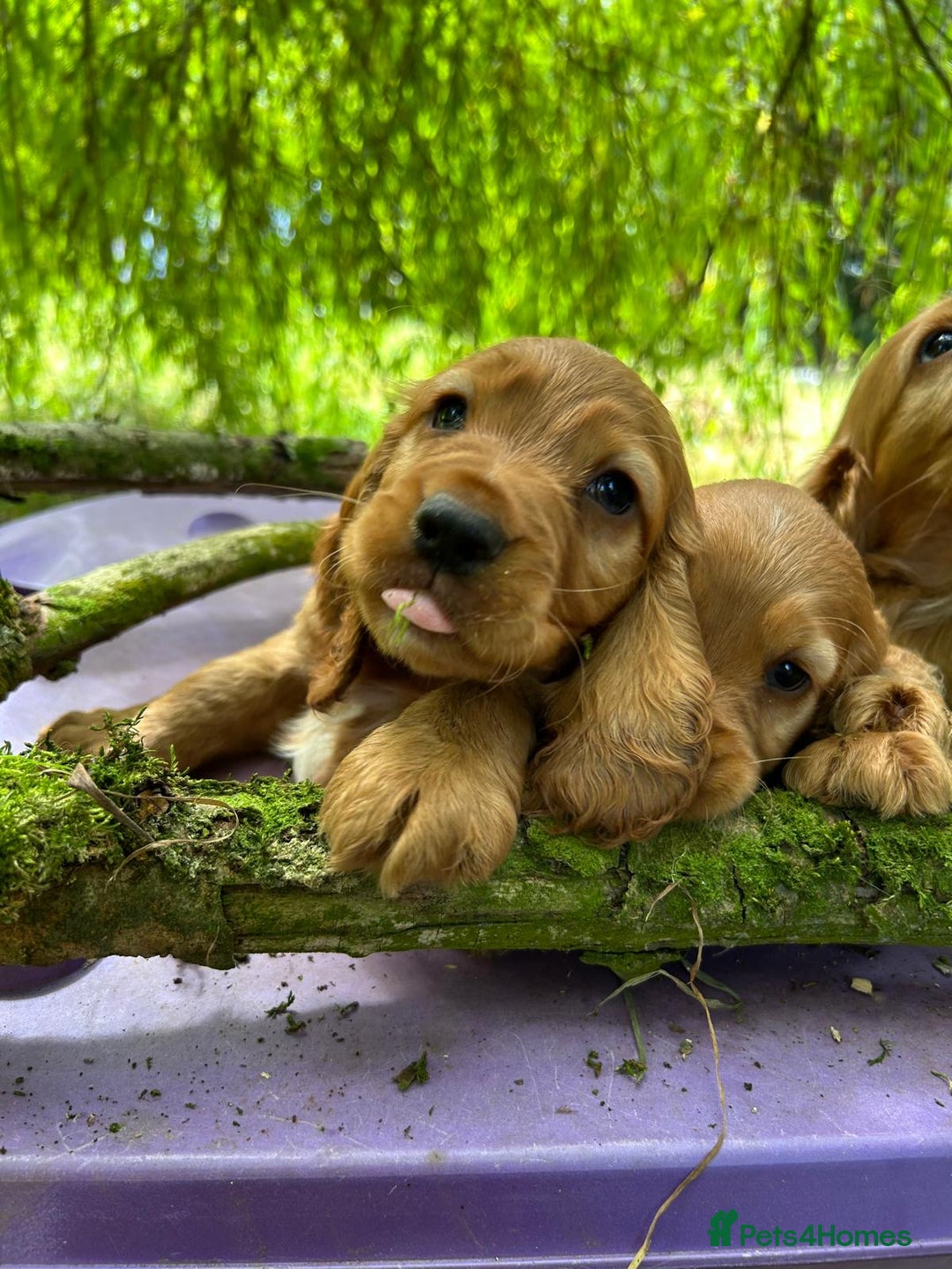 Cocker Spaniel dogs for sale: Gold show type cocker spaniel puppies  - Image 1