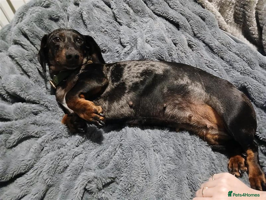 Miniature Dachshund dogs for sale: Miniature Dachshund Puppies for Sale - Image 5