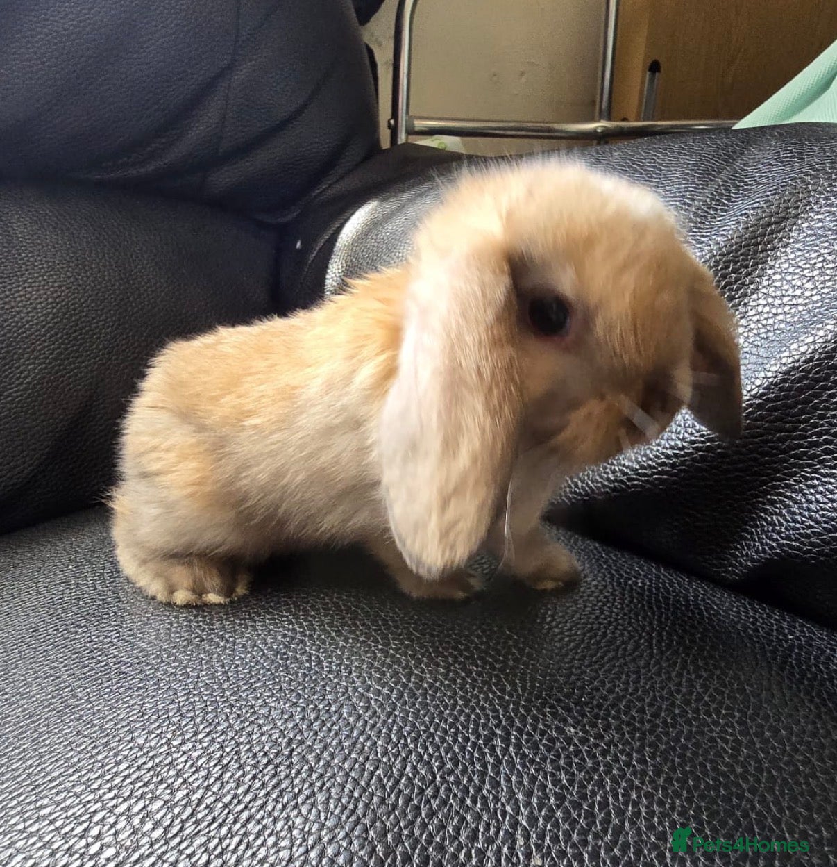 Mini Lop rabbits pure breed minilop rabbit's  - Advert 11