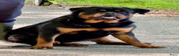 Rottweiler dogs for sale: 5-Generation Kennel Club Rottweiler Puppies  - Advert 9