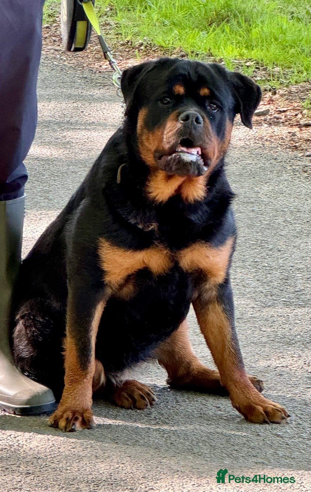 Rottweiler dogs for sale: 5-Generation Kennel Club Rottweiler Puppies  - Advert 9