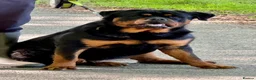 Rottweiler dogs for sale: 5-Generation Kennel Club Rottweiler Puppies  - Advert 9