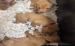 Labrador Retriever dogs for sale: KC Reg Health Tested Fox Reds Working Lines 4 Gen - Image 13