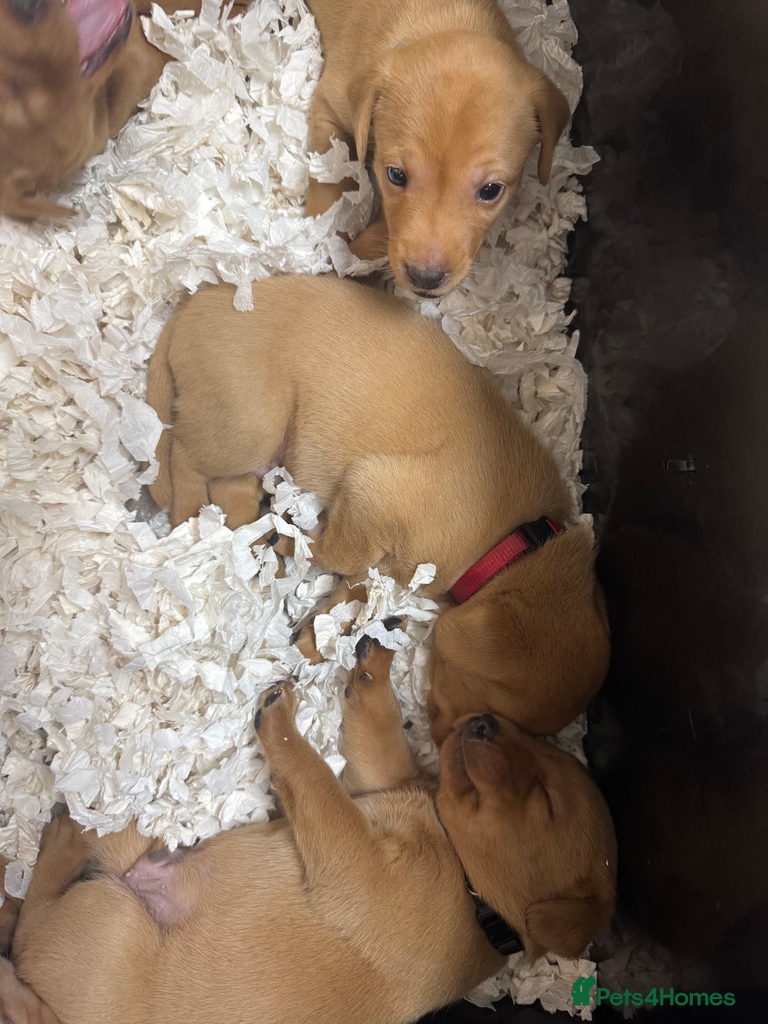 Labrador Retriever dogs for sale: KC Reg Health Tested Fox Reds Working Lines 4 Gen - Image 13
