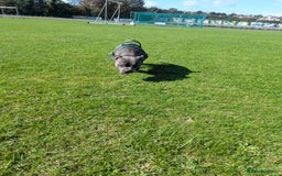 Staffordshire Bull Terrier dogs for sale: Blue staff for sale  - Image 16
