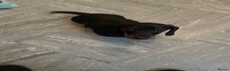 Miniature Dachshund dogs for sale: 10 week old Miniature Dachshund  - Advert 4