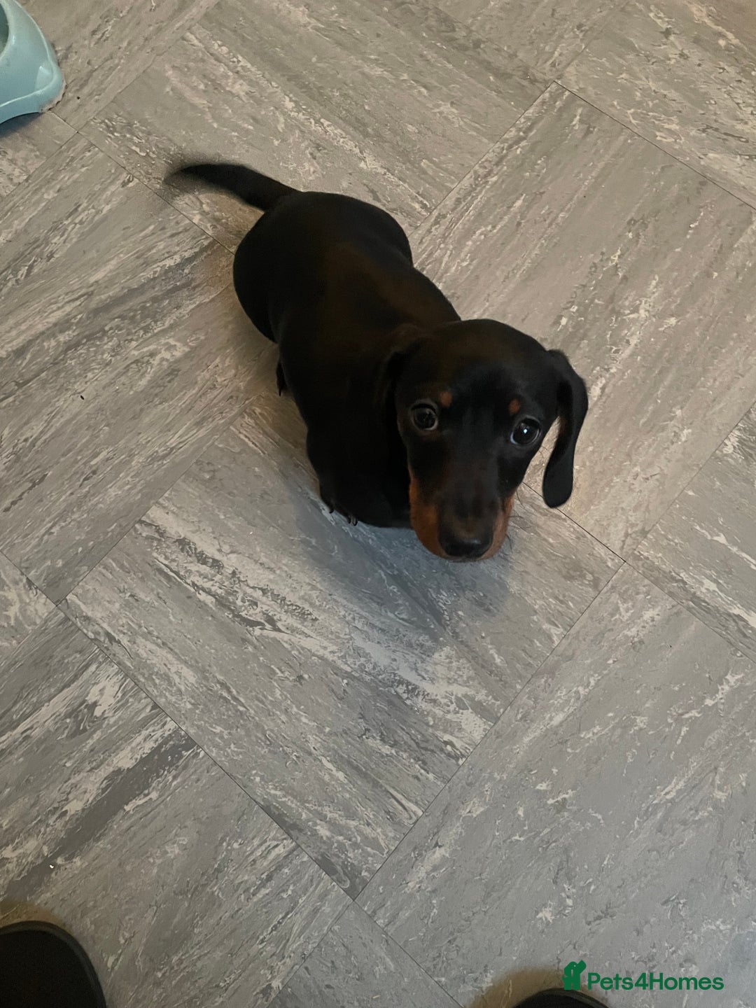 Miniature Dachshund dogs for sale: 10 week old Miniature Dachshund  - Advert 4