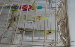 Cockatiels birds for sale: cockatiels  - Image 7