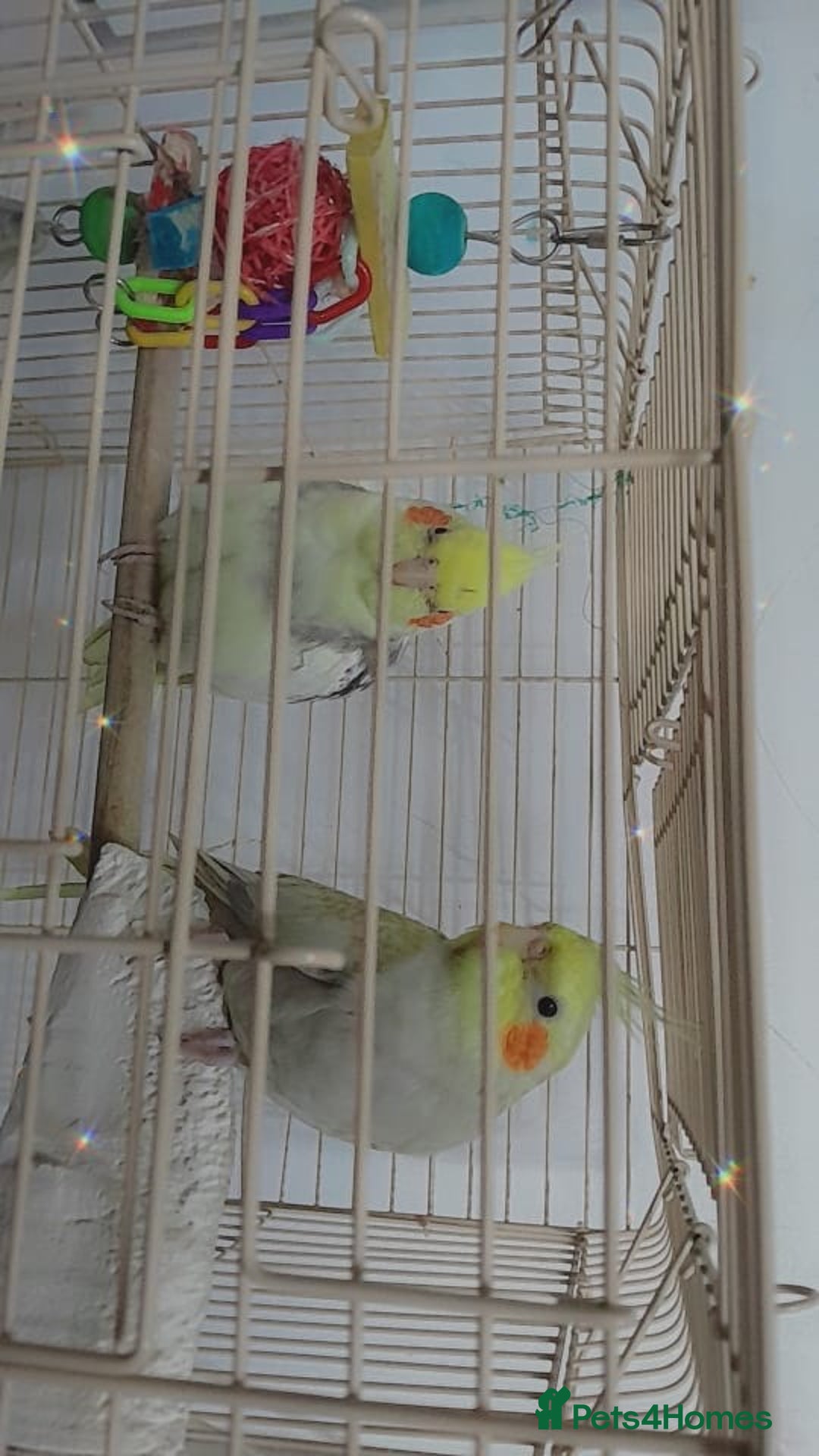 Cockatiels birds for sale: cockatiels  - Image 7