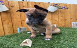 Belgian Shepherd Dog dogs for sale: Belgian Malinois puppies🐾 - Image 37