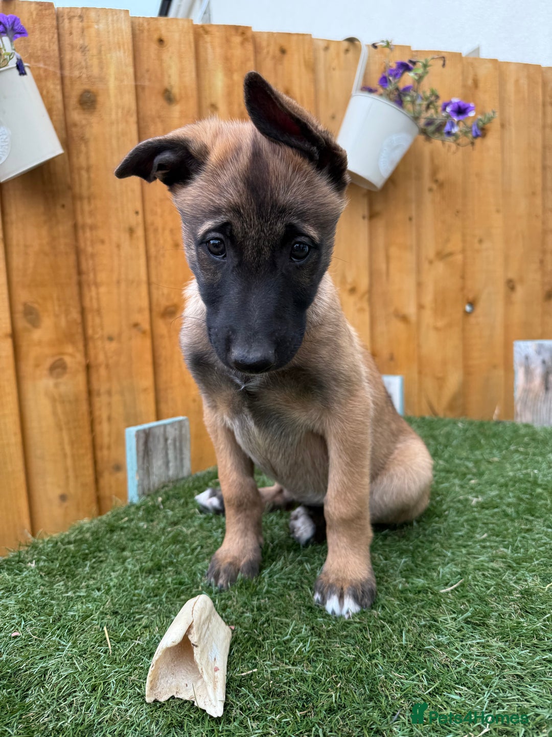 Belgian Shepherd Dog dogs for sale: Belgian Malinois puppies🐾 - Image 37