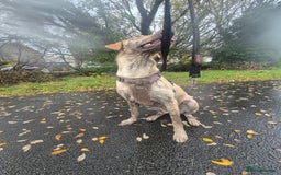 Labrador Retriever dogs for sale: 1 year old yellow labrador  - Advert 1