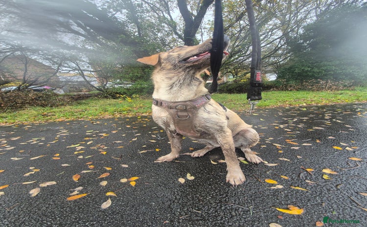 Labrador Retriever dogs 1 year old yellow labrador  - Advert 1