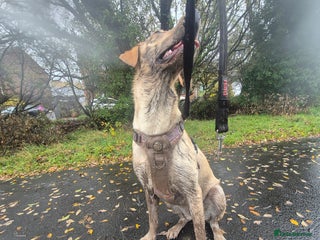 Labrador Retriever dogs for sale: 1 year old yellow labrador - Advert 1