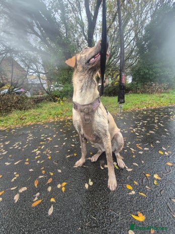 Labrador Retriever dogs 1 year old yellow labrador - Advert 1