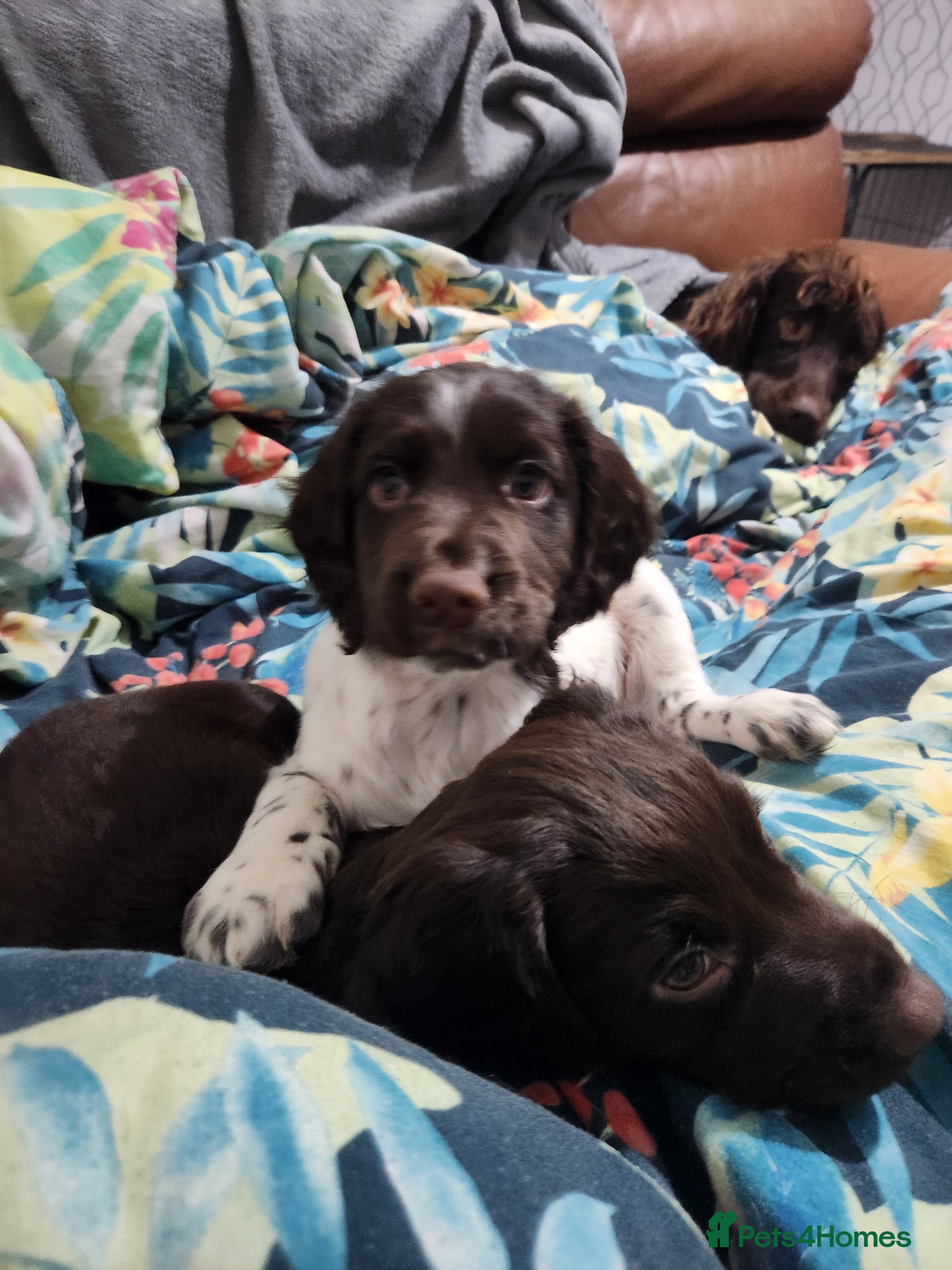 Cocker Spaniel dogs for sale: Cocker spaniel puppys. - Advert 1