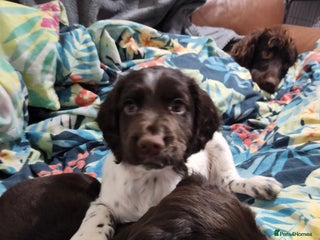 Cocker Spaniel dogs Cocker spaniel puppys. - Advert 8