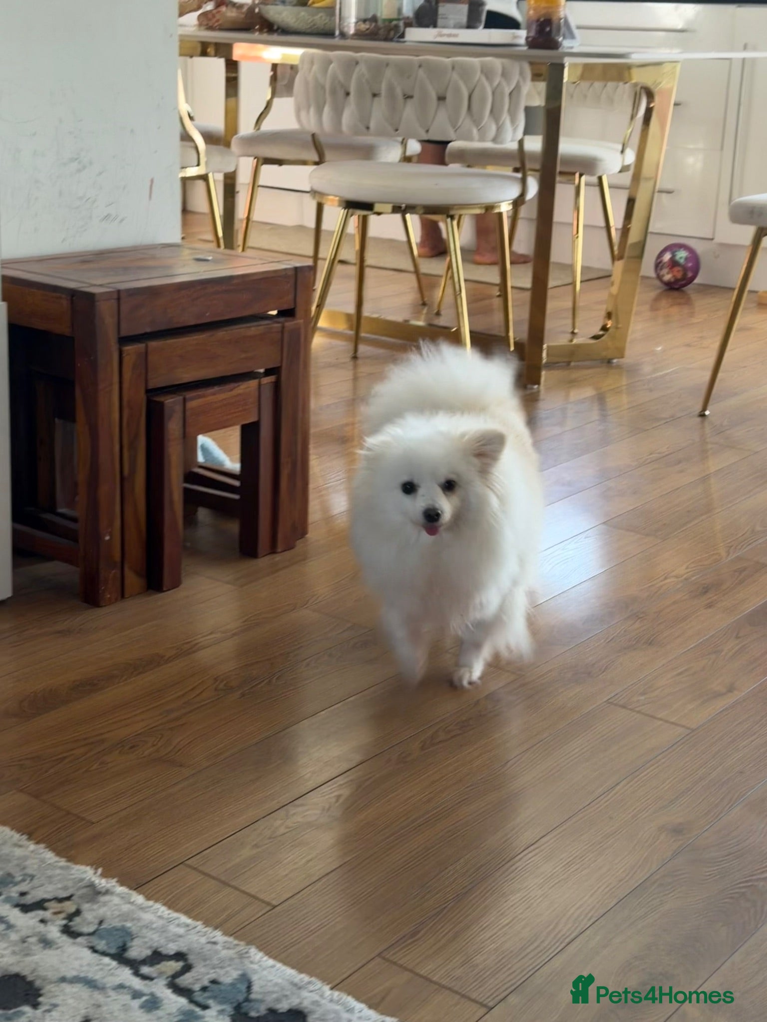 Pomeranian dogs Pomeranian for sale (female) - Advert 1