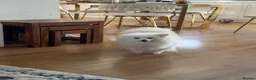 Pomeranian dogs for sale: Pomeranian for sale (female) in Aldershot - Advert 1
