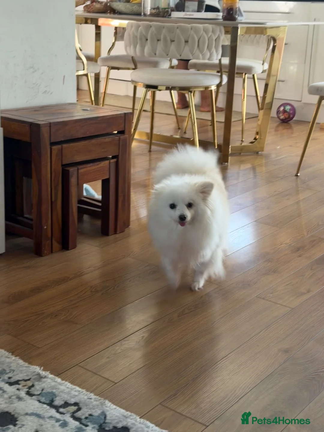 Pomeranian dogs for sale: Pomeranian for sale (female) in Aldershot - Advert 1
