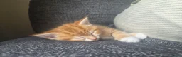 Mixed Breed cats for sale: Last ginger boy ready to leave tomorrow  - Advert 3