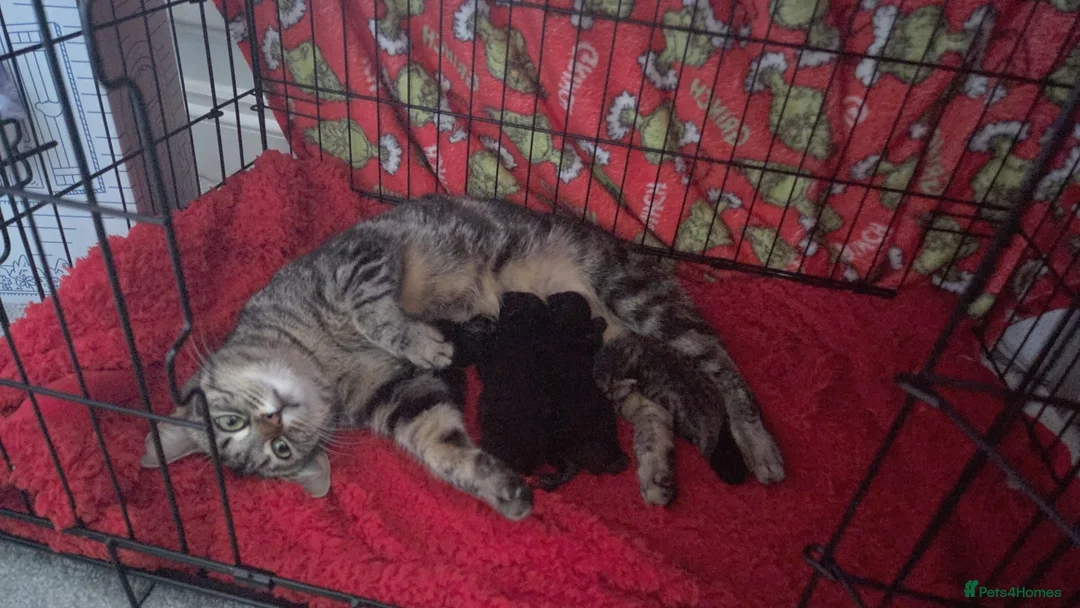 Mixed Breed cats for sale: Selling as pairs only in London - Advert 1