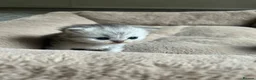 British Shorthair cats for sale: UNIQUE BSH x PERSIANS  - Advert 7