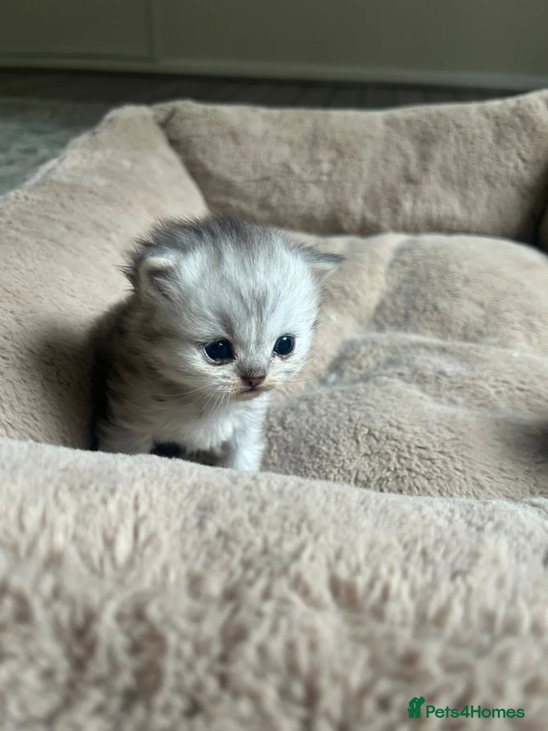 British Shorthair cats for sale: UNIQUE BSH x PERSIANS  - Advert 7