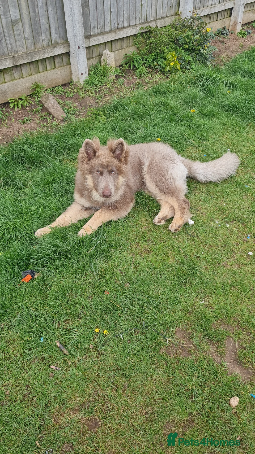 German Shepherd dogs for sale: Meet Sixty. Our Beautiful Isabella German Shepherd - Advert 19