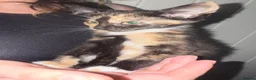 Mixed Breed cats for sale: Beautiful kittens looking for there forever home  - Advert 7