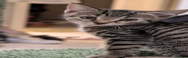 Domestic Shorthair 2