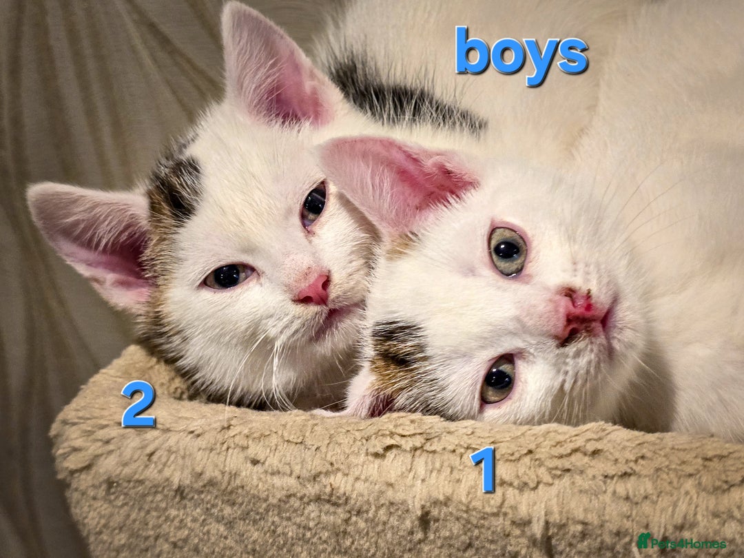 Mixed Breed cats for sale: 🐾 Beautiful, Well-Socialised Kittens 🐾 - Advert 7