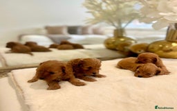 Cavapoo dogs for sale: 🐾 Red f1 Cavapoo Puppies 🐾 - Image 5