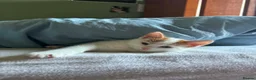 Mixed Breed cats for sale: Three adorable kittens  in Girvan - Advert 6