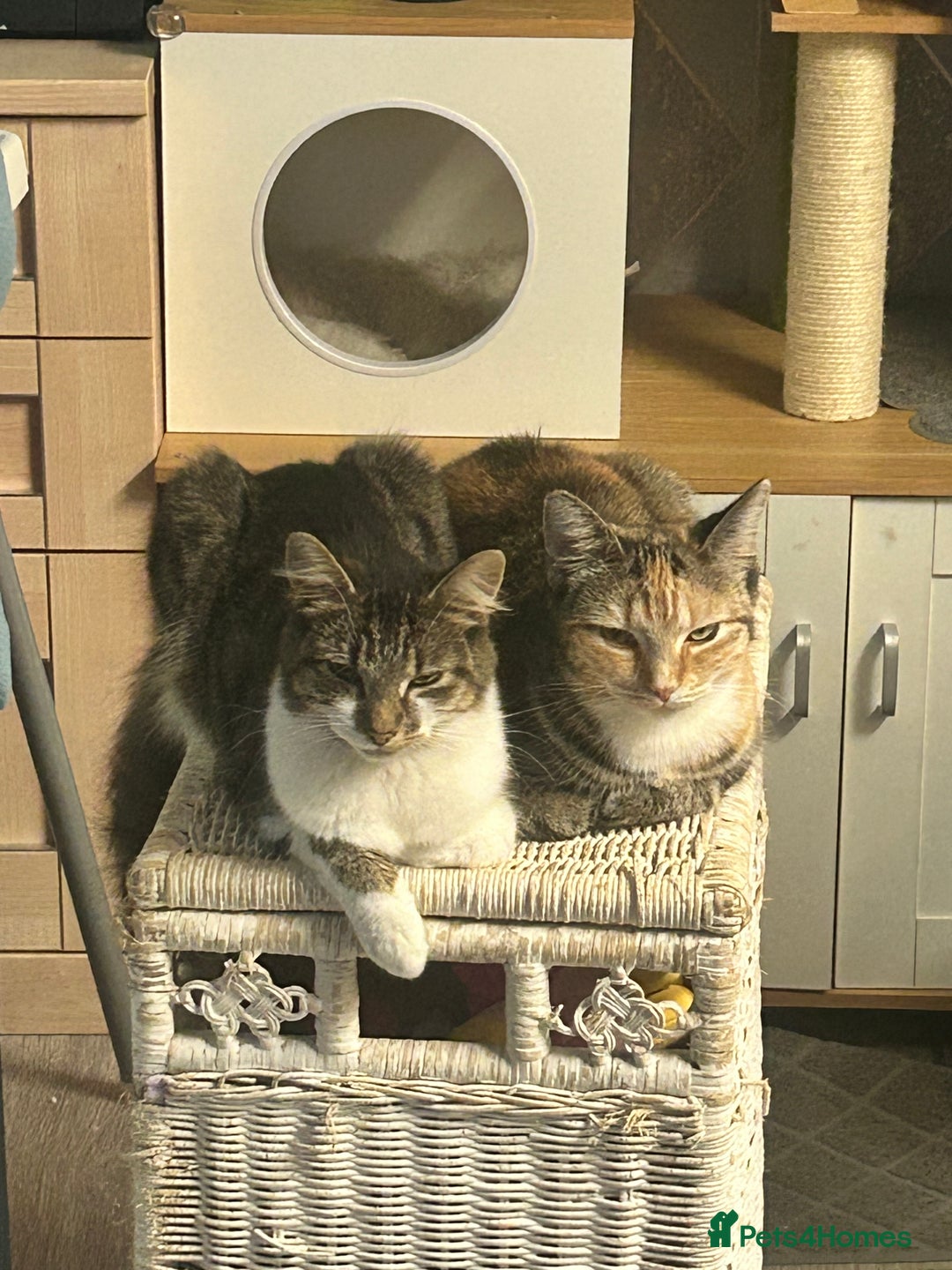 Mixed Breed cats for sale: Two females soCute 🥰  - Advert 8