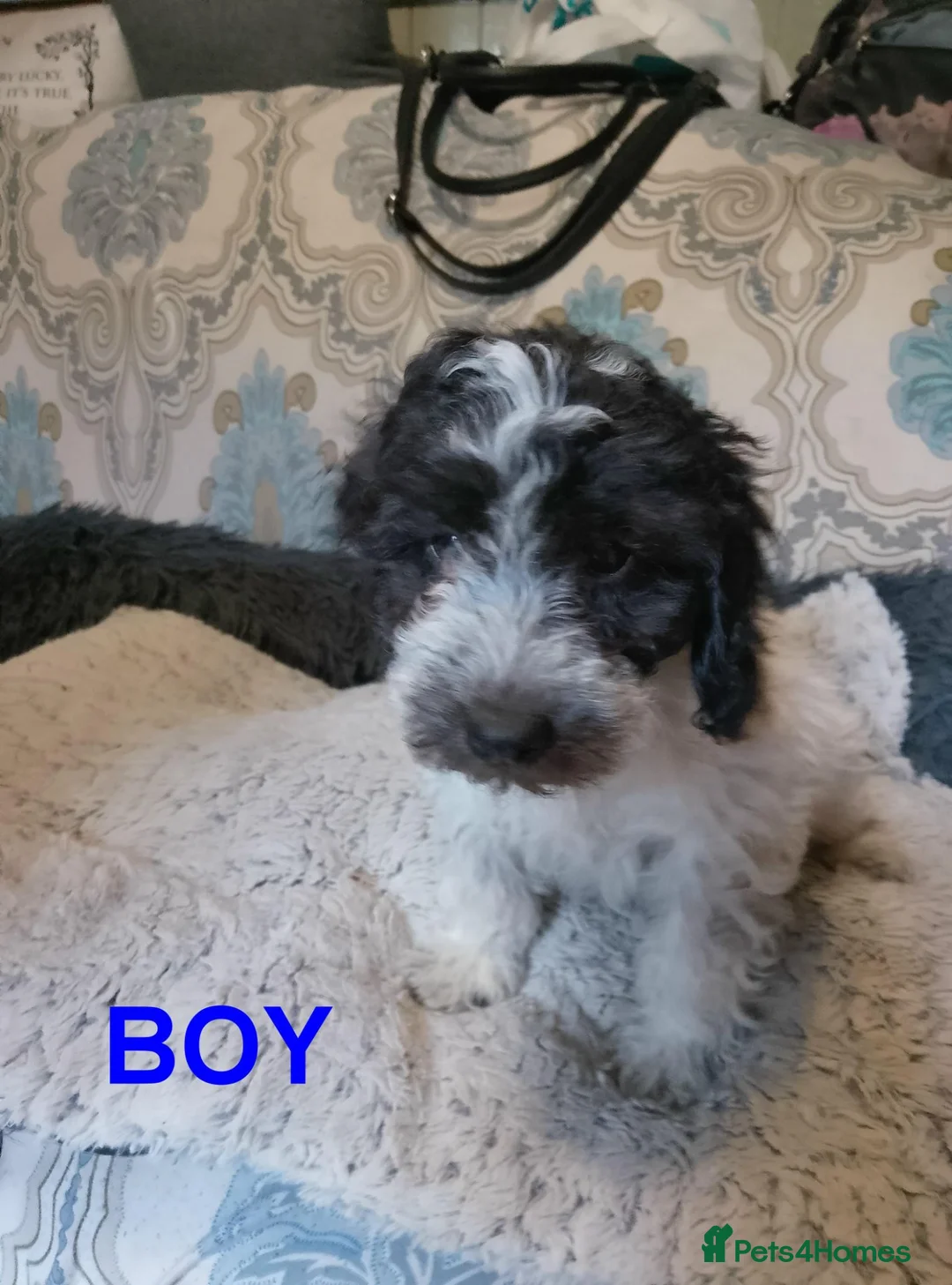 Cockapoo dogs for sale:  Cockapoo puppies 1 boy 1 girl left £650 - Advert 1