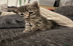 Mixed Breed cats for sale: READY TO GO tabby male female kittens brown  in Ware - Image 6